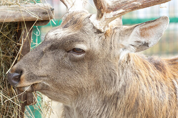 close-up portrait of adult forest deer eating hay. wildlife in its natural behavior. illustration of
