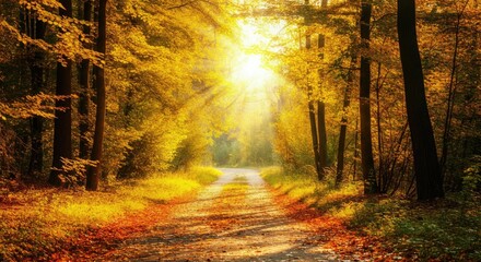 Wall Mural - sunlit forest path in autumn with colorful foliage and tall trees