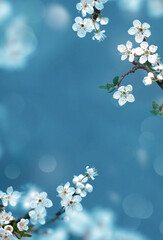 Wall Mural - blossom tree over nature background. spring flowers. spring background