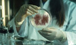 © Myimages - Laboratory technician analyzes culture in petri dish, To diagnose gonorrhea accurately, l