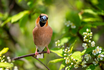 Wall Mural - bird male grosbeak sitting on a branch of white bird cherry in spring may garden