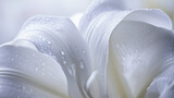 A close-up of a pure white lily with gracefully curved petals, showcasing the delicate veins and soft textures