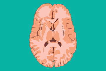 Wall Mural - vertical cross sections through cerebrum. cross section of human brain. high side cross section. eps