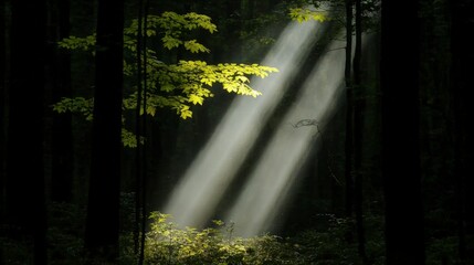 Wall Mural - Sunbeams in Dark Forest  Mystical Nature Scene  Lush Greenery  Tranquil Woods