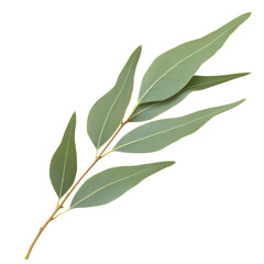 eucalyptus leaf isolated on white or transparent background