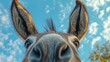 © At My Hat - Close-up of a donkey's face against a bright blue sky. Perfect for illustrating themes of nature, animals, or a playful, curious spirit.