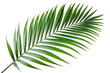 © PhotoMaster - Large tropical palm leaf with natural glossy texture, isolated on a white or transparent background, great for nature inspired or tropical themed creative projects