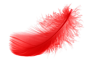 Wall Mural - soft red bird feathers isolated on white background. fluffy downy. softness of feathers floating in 