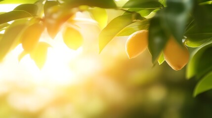 Poster - Lemon-yellow and peach petals gently sway in a spring breeze, illuminated by soft natural light, with green leaves providing a calming backdrop and inviting space