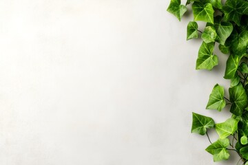 Poster - Lush green ivy adorns a white plaster wall, illuminated by soft natural light that casts gentle shadows, leaving room for creative text placement in the frame