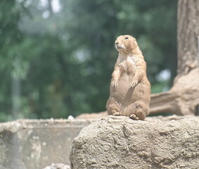 a prairie dog