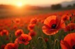 © Vadym - Vibrant poppy field in bloom at sunset. A symbol of remembrance and sacrifice. Red poppies with green stems and flower buds under warm sunlight. Memorial day background.