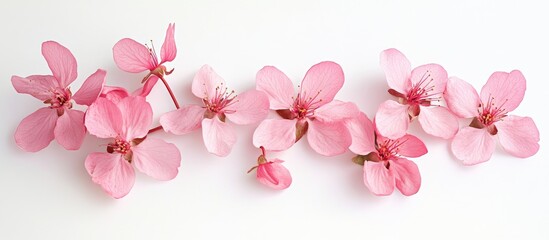 Aufkleber - Delicate pink cherry blossoms arranged on a spacious white background emphasizing their grace and beauty with ample empty space around them