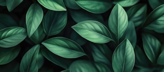 Aufkleber - Lush dark green leaves layered closely with varying shades and textures creating a vibrant, spring-inspired natural background scene.
