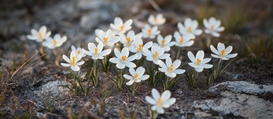 Leinwandbilder - Delicate white wildflowers bloom against a rocky background, scattered across earthy tones with green hints, perfect for nature-themed designs.