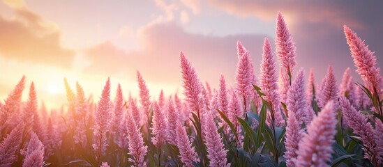 Poster - Serene pink sorghum plants in a tranquil field illuminated by gentle dawn light with soft clouds creating a peaceful atmosphere at sunrise