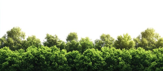 Poster - Vibrant green trees in a dense summer forest contrasting against a pristine white background, showcasing foliage textures and natural beauty.