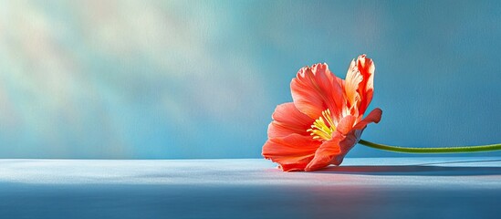 Aufkleber - Vibrant orange flower lying gently on a smooth surface with a soft blue background highlighting springtime freshness and tranquility.