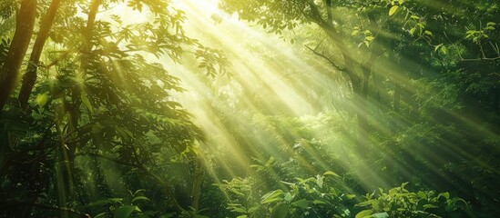 Fototapete - Sunlight beams through lush green foliage in a tranquil forest scene creating a serene ambiance with ample copy space on the right side.