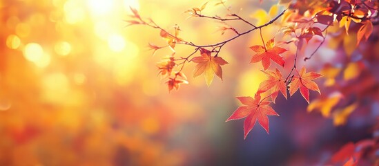 Aufkleber - Colorful autumn foliage with bright yellow and red leaves, softly illuminated in a serene Japanese garden, showcasing the beauty of seasonal changes.