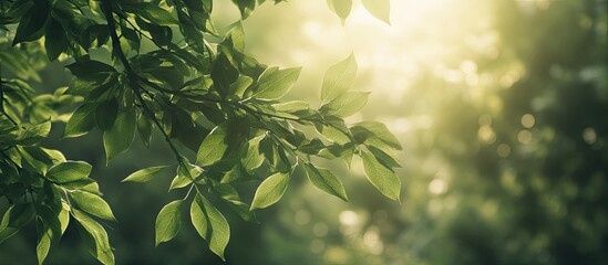 Poster - Serene spring foliage featuring vibrant green leaves on softly blurred background with warm sunlight creating a tranquil atmosphere.