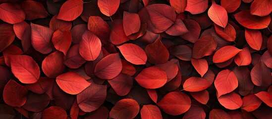 Leinwandbilder - Vibrant red autumn maple leaves densely layered on a dark background creating a rich textured pattern ideal for seasonal designs.