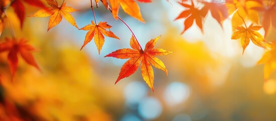 Leinwandbilder - Colorful autumn foliage in a serene Japanese garden with bright yellow and red leaves against a soft sunrise background showcasing seasonal beauty.