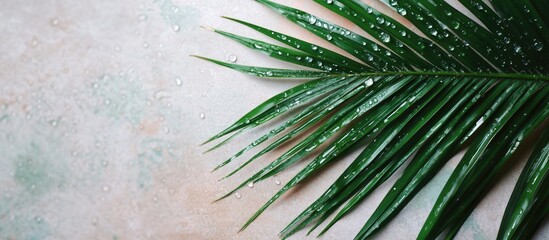 Poster - Vibrant green palm leaf with water droplets positioned on left against a soft beige and green textured background representing eco-friendly products.