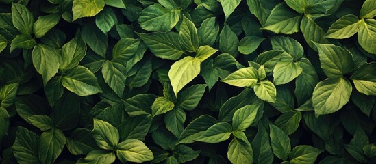 Leinwandbilder - Vibrant green foliage densely layered with varying shades of green and hints of yellow creating a lush spring atmosphere.