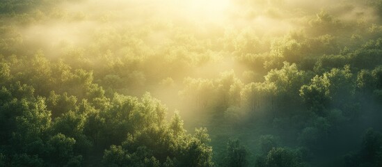 Fototapete - Aerial view of a lush green forest illuminated by warm summer sunlight with soft mist in the background creating a serene atmosphere.