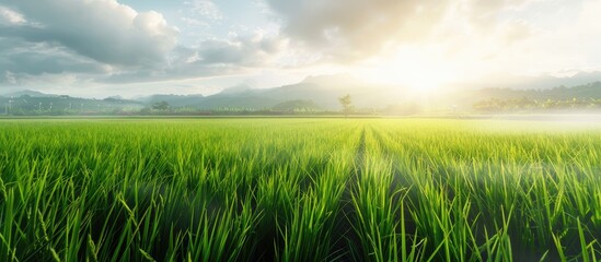 Poster - Vibrant green rice fields under a bright sunrise with soft clouds in the background creating a serene landscape with ample copy space on the left
