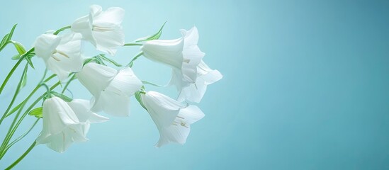 Aufkleber - White bell flowers arranged gracefully on the right, set against a soft blue gradient background highlighting their delicate features.
