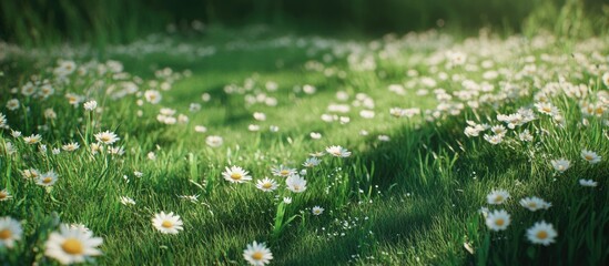 Poster - Lush green meadow filled with delicate white daisies under soft natural light offering ample space for text creating a serene and peaceful atmosphere