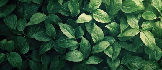 Fototapete - Lush green leaves texture background with varying shades of green, densely packed in a top-down view, creating a vibrant spring atmosphere.