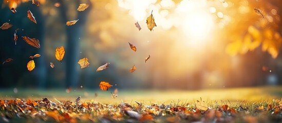 Leinwandbilder - Autumn forest scene featuring vibrant yellow and orange leaves falling softly against a sunlit backdrop with warm sunlight and green grass.