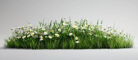 Leinwandbilder - Lush green grass with vibrant white daisy wildflowers arranged in a natural cluster against a soft white background highlighting their texture and color.