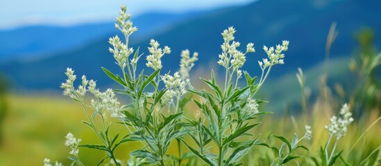 Poster - White flowering Artemisia norvegica plant in blooming mountainous meadow with vivid green foliage and soft blue gradient background.