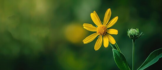 Leinwandbilder - Yellow wildflower with open petals on a green blurred background highlighting its delicate features and ample copy space on the left side