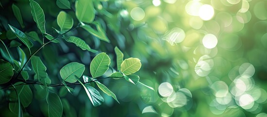 Aufkleber - Lush green leaves softly blurred in the background with selective focus creating ample copy space illuminated by gentle sunlight.