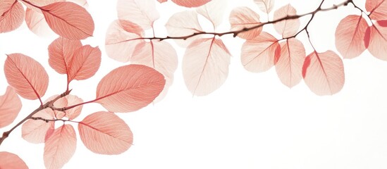 Leinwandbilder - Minimalist white backdrop adorned with delicate pink leaves positioned on the upper edge, creating a fresh and clean aesthetic with soft hues.