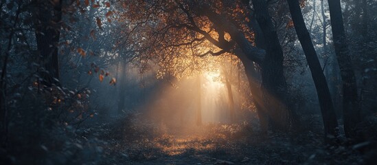 Leinwandbilder - Misty autumn forest at sunrise with warm orange hues breaking through the fog amidst tall trees and fallen leaves creating a serene ambiance