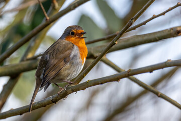 Aufkleber - A robin perched in some branches singing. It has its beak open and there is space around for text