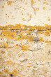 © Yauhen - A textured stone surface with yellow and orange lichen formations. The natural patterns and earthy tones create a unique organic background, perfect for nature, ecology, and texture-based designs