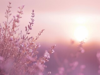 Wall Mural - ephemeral lavender blooms catching the soft light of a gentle sunset