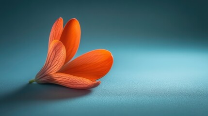 Wall Mural - gentle flower petal on isolated light background