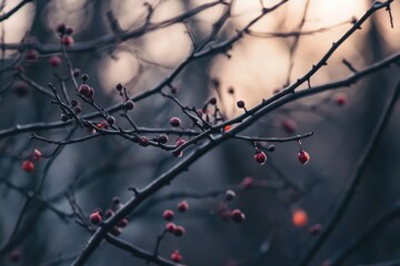 a close-up view of a branch with several types of berries, suitable for use in still life photograph