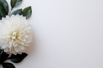 Poster - Delicate white flower with lush green leaves positioned on a clean white background, creating a serene and minimalist floral design concept with copy space