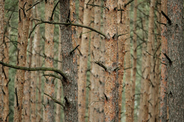 Leinwandbilder - Pine trunks display reddish-brown bark with deep furrows and plated patterns. The rough, scaly surface reveals complex textures and resin pockets on these coniferous sentinels.