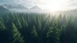 © Chimera - A dense forest of tall, green pine trees in the mountains