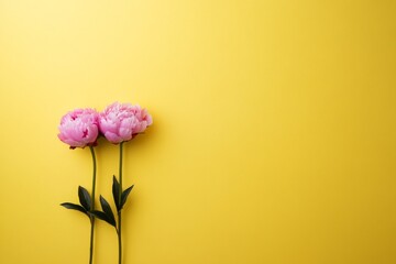 Poster - Soft pink peony flowers stand gently against a pastel yellow background, enhancing their delicate beauty while providing a clear space for text or design elements